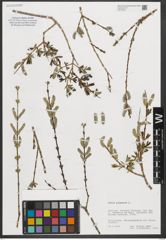 Foto von Salix purpurea L.